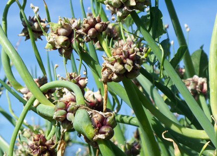 Egyptian Onion china Allium x proliferum 